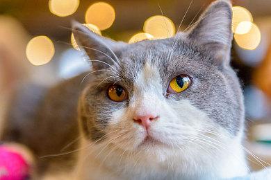 新世界NewWorld汉化教程 进不去服务器解决办法